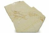 Cretaceous Fossil Shrimp - Lebanon #375786-1